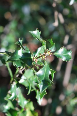 Ilex aquifolium - cesmína ostrolistá -jarní větévka